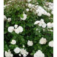 Rosa'White Fairy' 