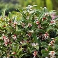Sarcococca hookeriana'Winter Gem' 
