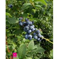 Vaccineum corymbosum'Brigitta' 