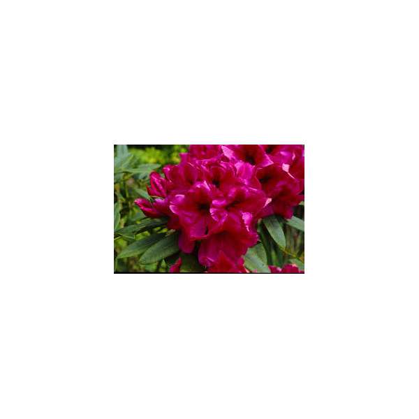 Rhododendron'Midnight' 