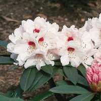 Rhododendron praevernum'Osterschnee' 