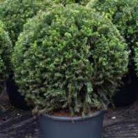 Taxus baccata'Groenland' 