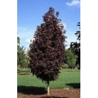 Acer platanoides'Crimson Sentry' 
