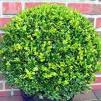 Ilex crenata'Stokes' 