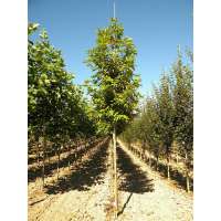 Platanus orientalis'Minaret' 