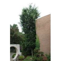 Zelkova serrata'Fastigiata' 