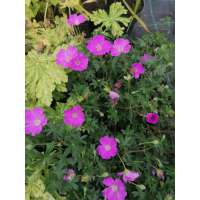 Geranium sanguineum'Inverness'