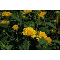 Helianthus decepetalus'Soleil d'Or'