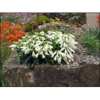 Penstemon hirsutus'Pygmaeus Albus'