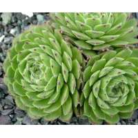 Sempervivum'Godaert'