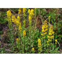 Solidago roanensis