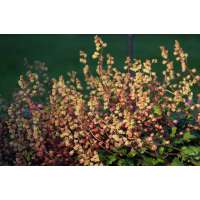 Tellima grandiflora'Moorblut'