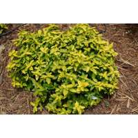 Euonymus fortunei'Goldy' 