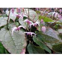 Epimedium brachyrrhizum