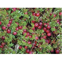 Cranberry (Vaccineum macrocarpon'Pilgrim') 