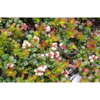 Vaccineum vitis-idaea 