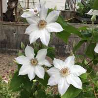 Clematis'Valge Daam 