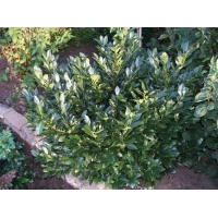Prunus laurocerasus'Van Nes' 