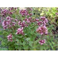 Origanum'Rosenkuppel'