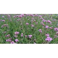 Verbena bonariensis'Lollypop'