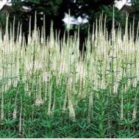 Veronicastrum virginicum'Album'