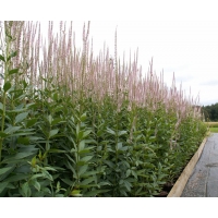 Veronicastrum virginicum'Roseum'