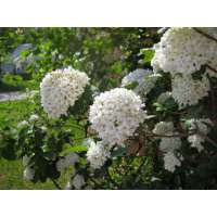 Viburnum burkwoodii 