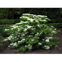 Viburnum plicatum'Mariesii' 