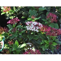 Viburnum tinus'Gwenllian' 