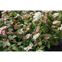 Viburnum tinus'Spirit' 