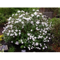 Viburnum carlesii 