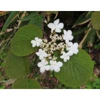 Viburnum furcatum 