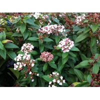 Viburnum tinus'Eve Price' 