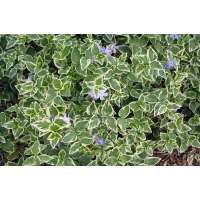 Vinca major'Variegata'