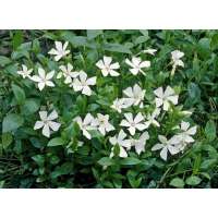 Vinca minor'Alba'