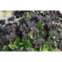 Viola cornuta'Molly Sanderson'