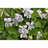 Viola sororia'Freckles'