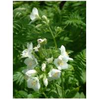 Polemonium reptans'Virginia White'