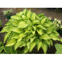 Hosta'Fortunei Albopicta'