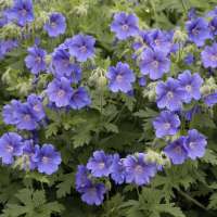 Geranium'Daily Blue'