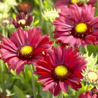 Gaillardia'Tokayer'
