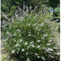 Vitex agnus-castus'Alba' 