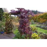 Vitis vinifera'Purpurea' 