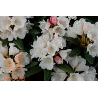 Rhododendron yakushianum'Edelweiss' 