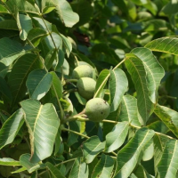 Juglans regia'Buccaneer' 