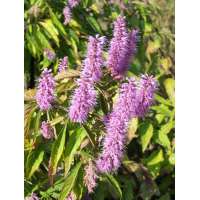 Elsholtzia stauntonii 