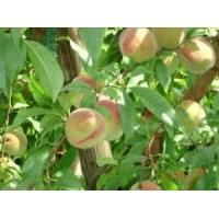 Perzik (Prunus persica'Wassenberger' 