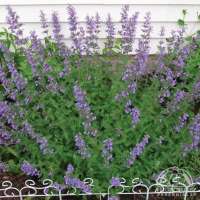 Nepeta faassenii'Kit Cat'
