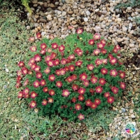 Saxifraga'Peter Pan'