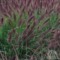 Pennisetum alopecuroides'Moudry'